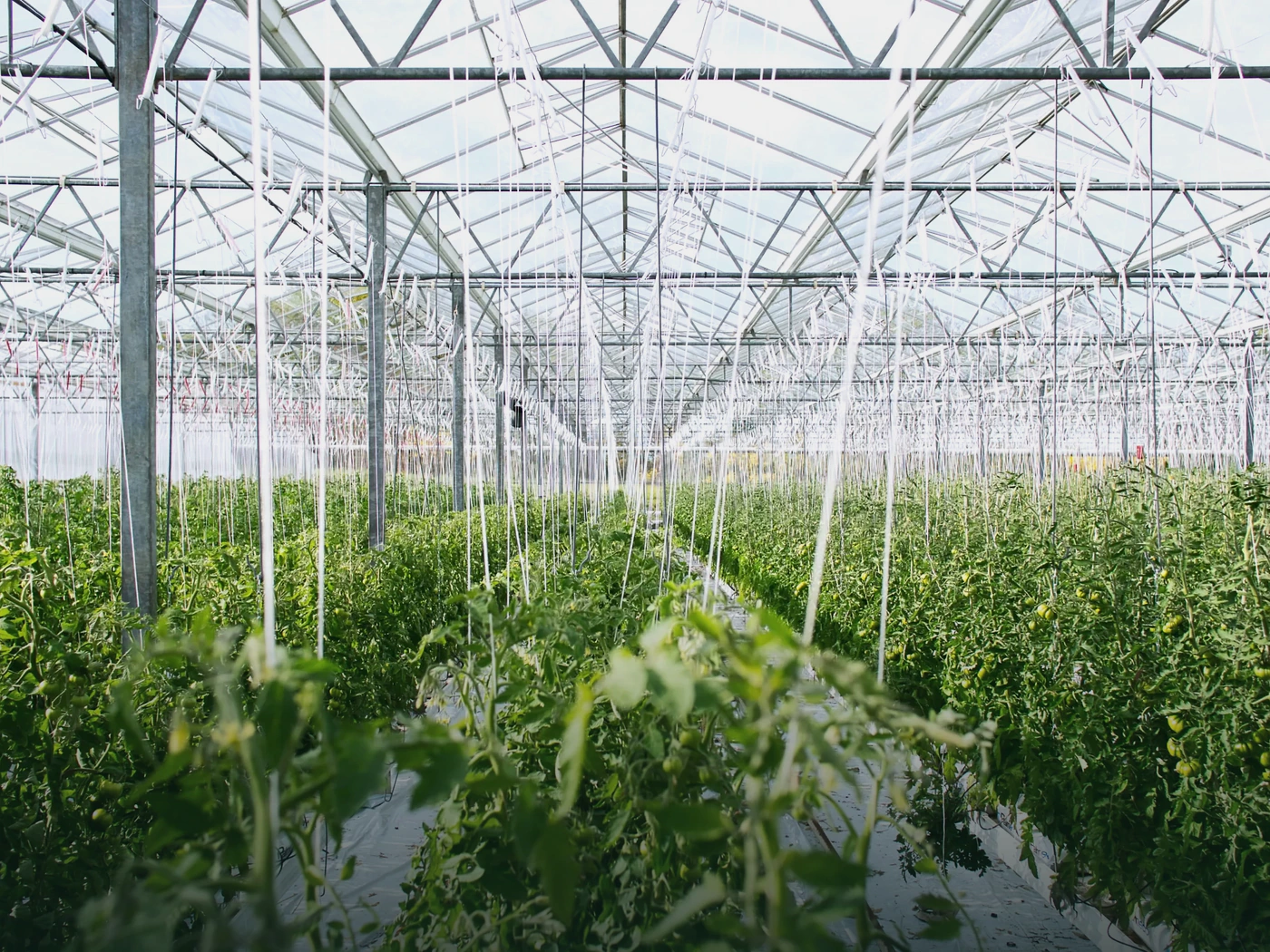 Pour les producteurs et intégrateurs de serres